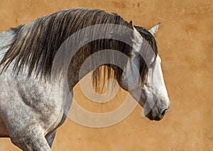 Close-up of a white Andalusian Spanish Pura Raza Espanola horse running against a yellow background