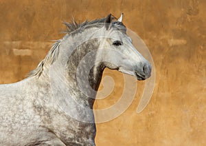 Close-up of a white Andalusian Spanish Pura Raza Espanola horse running against a yellow background photo