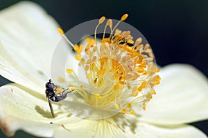 Close-up of a white anemone flower with an insect searching nectar.