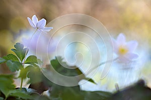 Close up on white anemone or windflower