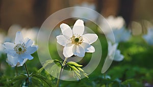 Close up on white anemone or windflower by springtime