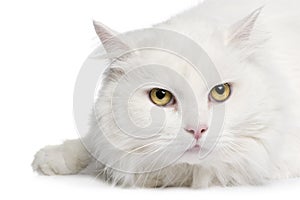 Close-up on a white angora cat (5 years)