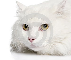 Close-up on a white angora cat (5 years)