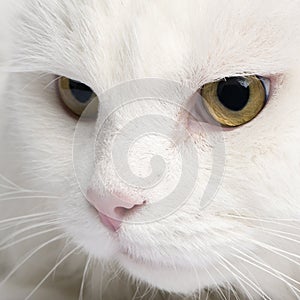 Close-up on a white angora cat (5 years)