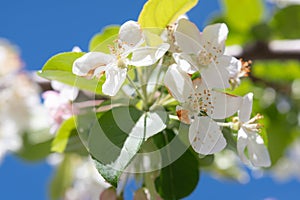 Close-Up of White Apple Blossoms Against Blue Sky