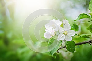 Close-up of white Apple blossoms flowers, on green nature background