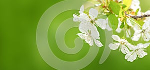 Close-up of white Apple blossoms flowers, on green nature background