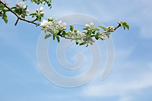 Close up on white apple blossoms isolated on blue sky.
