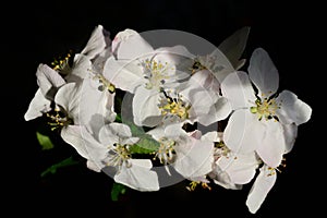 Close up of white apple blossoms in spring, with petals and pollen on the pistil, against a dark background