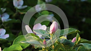 Close up for white apple flower buds on a branch.