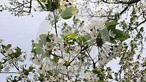 Close up for white apple flower buds on a branch