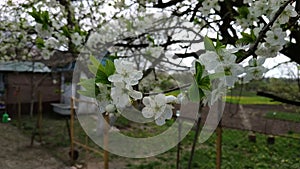 Close up for white apple flower buds on a branch