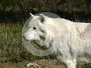 Close-up of a white arctic wolf at the animal park of Sainte Croix in Moselle