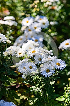 Close up of white aster flowers