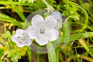 Close up of almost white Baby Blue Eyes Nemophila menziesii wildflowers, California