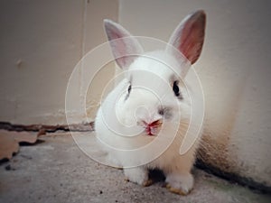 Close up of white baby rabbit