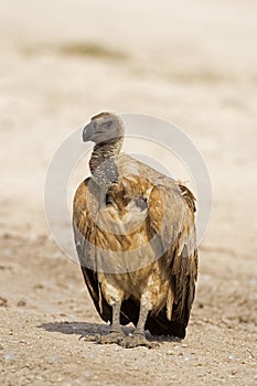 Close-up of White-Backed vulture