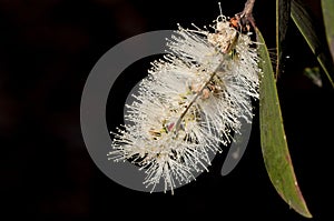 Close up of white banksia flower, Sydney Australia