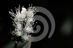 Close up of white banksia flower, Sydney Australia