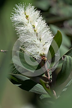 Close up of white banksia flower, Sydney Australia