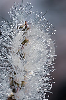 Close up of white banksia flower, Sydney Australia