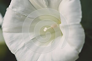 Close up white beach moonflower. Morning glory Ipomoea alba flower purple and white