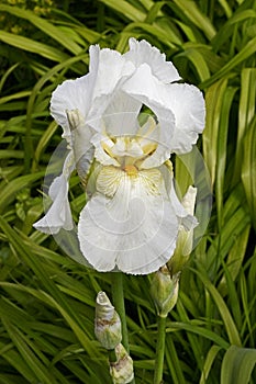 Close up of a white Bearded Iris