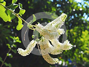 Close-up white beautiful and fragrant flowers. Buddleja paniculata Wall, Butterfly Bush, Rachawadee is a small perennial shrub,