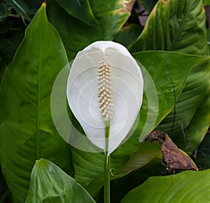 Close up white Beautiful spadix flower