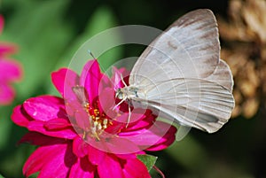 A close-up of a white and beige butterfly on a magenta flower.