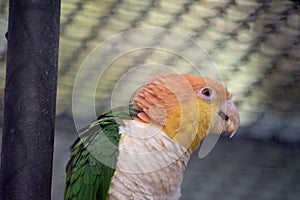 this is a close up of a white bellied caique