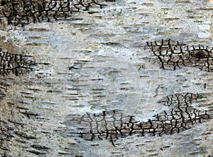 Close up of white birch bark on a tree trunk showing distinctive cracks and texture