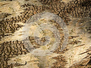 Close up of white birch bark on a tree trunk showing distinctive cracks and texture