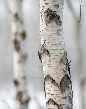 Close Up of White Birch Tree Bark Texture
