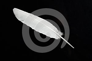Close up white bird feather. Soft and sooth feather for animals concept