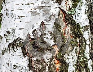 Close Up of White and Black Birch Tree Bark Texture in Natural Light