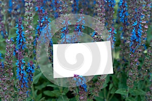 Close up Of White Blank Business Card With Empty Space on Beautiful Blue Flower Background. Corporate Identity Template