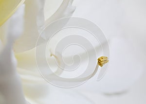 Close up of a white blooming amaryllis flower