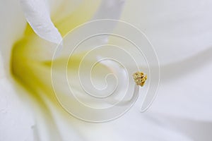 Close up of a white blooming amaryllis flower