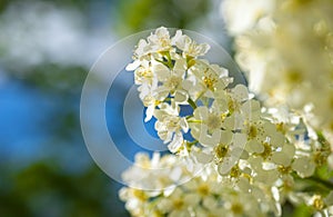 Close-up of the white blooming branches against the blue sky, beautiful spring concept