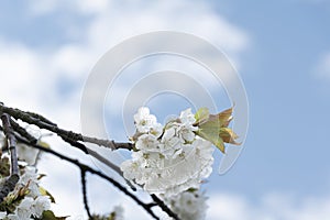 Close-up of a white blooming cherry branch in front of blue sky with clouds