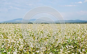 Close up of white blooming flowers of buckwheat Fagopyrum esculentum growing in agricultural field on a background of blue sky.