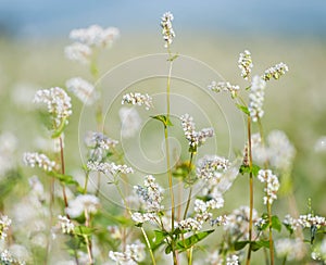 Close up of white blooming flowers of buckwheat Fagopyrum esculentum growing in agricultural field on a background of blue sky.