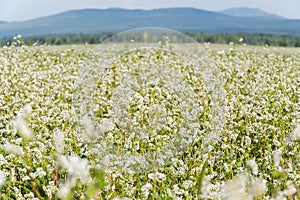 Close up of white blooming flowers of buckwheat Fagopyrum esculentum growing in agricultural field on a background of blue sky.