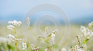 Close up of white blooming flowers of buckwheat Fagopyrum esculentum growing in agricultural field on a background of blue sky.