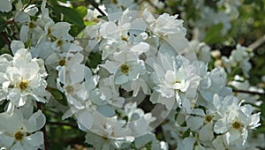 Close-up of the white blossom of a Philadelphus
