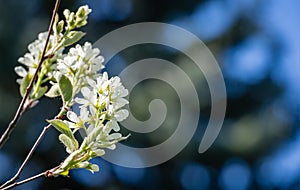 Close-up white blossoms of Amelanchier canadensis, serviceberry, shadberry or Juneberry tree on blue blurred background