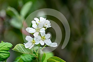 Close-up white blossoms of Amelanchier canadensis, serviceberry, shadberry or Juneberry tree on green blurred