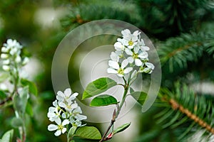 Close-up white blossoms of Amelanchier canadensis, serviceberry, shadberry or Juneberry tree on green blurred background