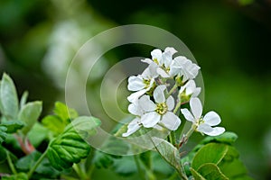 Close-up white blossoms of Amelanchier canadensis, serviceberry, shadberry or Juneberry tree on green blurred background